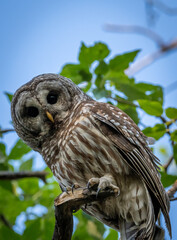 Barred Owl in a tree surrounded by green leaves with a blue sky in the background