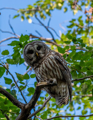 Barred Owl in a tree surrounded by green leaves with a blue sky in the background looking down at photographer.