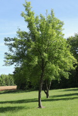 Cute Tree in Meadow