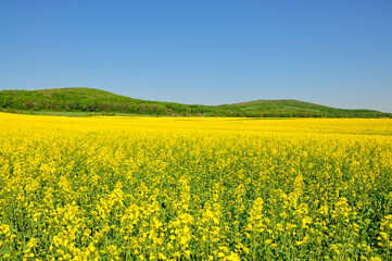 Fototapeta premium Blooming.
