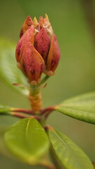 The splendor and vibrant colors of a pink rhododendron flower buds; close-up photography; Rhododendron Caucasicum