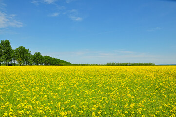 Fototapeta premium Blooming.