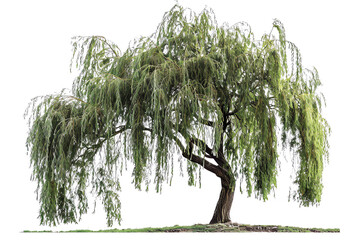 The photo of Weeping Willow tree with long branches and green leaves isolated on transparent background.
