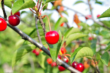 Cherry-tree.