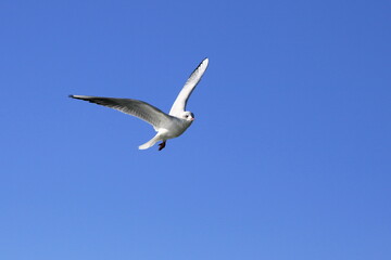 Seagull.