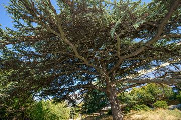 Broad-crowned Lebanon cedar in Gaspra location, Crimea, Russia.