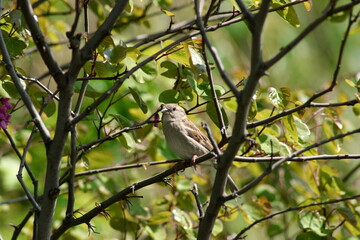 Sparrow.
