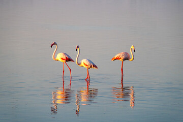 Flamingos at Walvis Bay in Namibia
