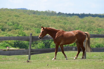 Fototapeta premium Stable.