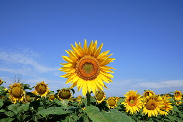 Sunflower.