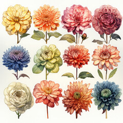 Watercolor Zinnia Illustration, Generative Ai