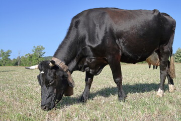 Pasturage cow.