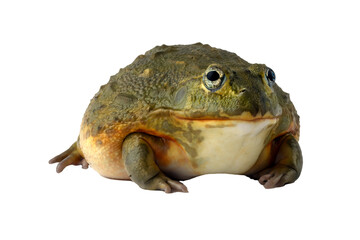 African bull frog on white background