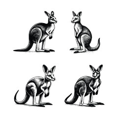 set of kangaroo illustration. hand drawn kangaroo black and white vector illustration. isolated white background