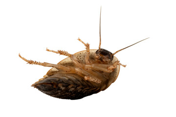 Cockroach Lie Upside Down Struggling on white background