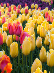 Obraz premium red and yellow tulips