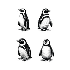Naklejka premium set of penguin illustration. hand drawn penguin black and white vector illustration. isolated white background