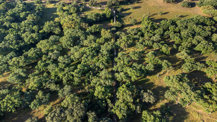 An aerial view of a aqueduct nestled amidst trees.