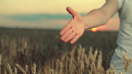 Handshake of partners in wheat field. Business people shaking hands. Agricultural industry. Two...