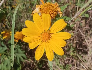 Mexican sunflower