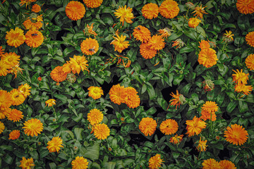 flowers in the garden