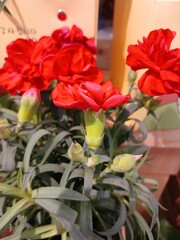 Carnations bouquet on a wooden table