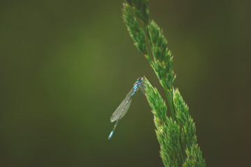 a little dragonfly is sitting on a blade of grass
