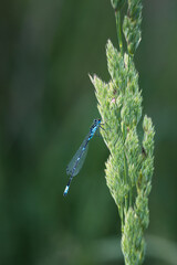 a little dragonfly is sitting on a blade of grass
