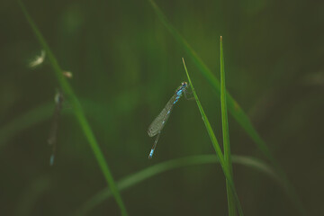 a little dragonfly is sitting on a blade of grass
