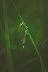 a little dragonfly is sitting on a blade of grass
