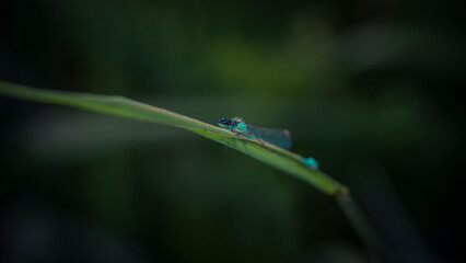 a little dragonfly is sitting on a blade of grass
