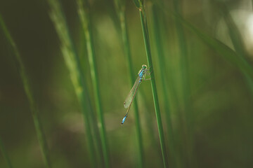 a little dragonfly is sitting on a blade of grass
