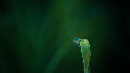 Fototapeta premium a little dragonfly is sitting on a blade of grass 