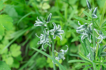 White flowers of drooping star bethlehem on meadow. Bells and buds  of ornithogalum nutans is species of herbaceous asparagaceae family. Bulbous plant of nodding milk star. White-green wildflowers.