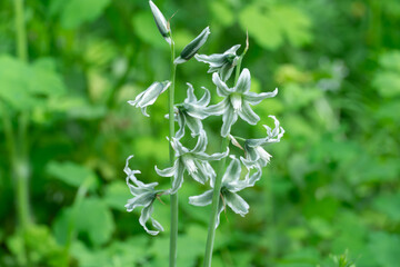 White flowers of drooping star bethlehem on meadow. Bells and buds  of ornithogalum nutans is species of herbaceous asparagaceae family. Bulbous plant of nodding milk star. White-green wildflowers.