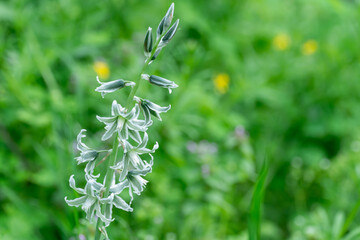 White flowers of drooping star bethlehem on meadow. Bells and buds  of ornithogalum nutans is species of herbaceous asparagaceae family. Bulbous plant of nodding milk star. White-green wildflowers.