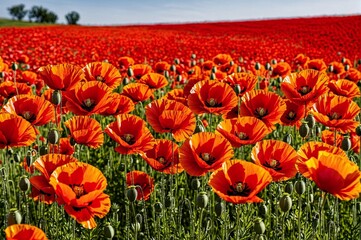 A field of red poppies with a bright blue sky in the background