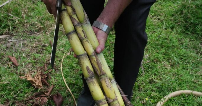 Fresh Sugar Cane Juice. Sari Tebu or Sugar cane juice or garapa is the liquid extracted from sugar cane in milling process. Typical drink from Brazil. organic and natural. Small Business. 4K video