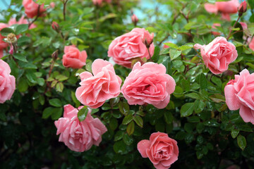 Pink roses. Beautiful dreamer hybrid tea rose in the garden. 