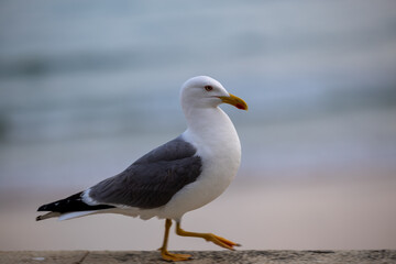 Fototapeta premium Portrait of big sea gull against the sea
