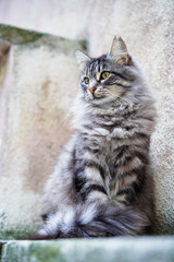 Adorable grey tabby kitty cat