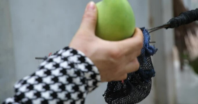 Women's hands take out a green mango from a basket to harvest at a dacha in Vietnam