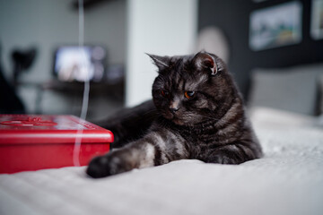 Adorable scottish black tabby cat playing with thread at home