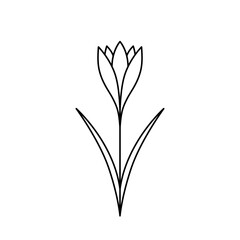 Crocus. Saffron with leaves. Hand drawn sketch icon of spring flower. Isolated vector illustration in doodle line style.