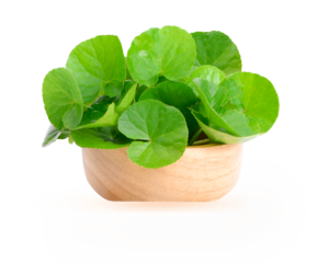 Centella  ASiatica in wood bowl ,white background. on transparent.