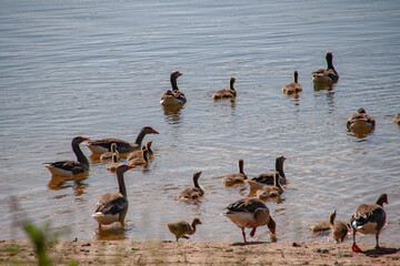 Geese with offspring on a small river