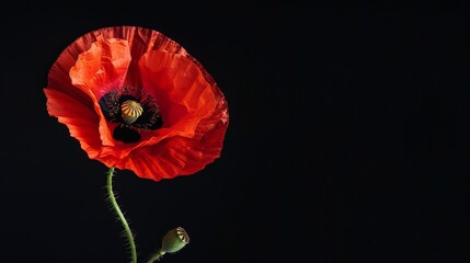 red poppy flower on black background 