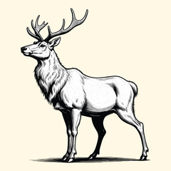  Reindeer Illustration Engraved Style Deer