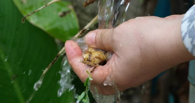 farmer washing freshly harvested ginger roots with water from a jet pump Ginger root washed under water agriculture in Vietnam woman harvested