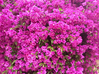 Fototapeta premium Purple Bougainvillea flowers blooming in the garden
